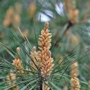 편백향기 이미지