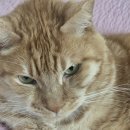 냥냥이 캔따개 네이버블로그