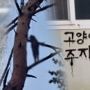 고양이 기숙사 이미지