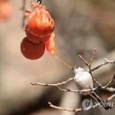 홍시식당 이미지