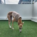 리디아 동물병원 이미지