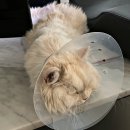 아이봄동물병원 이미지