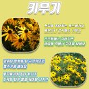 오늘꽃배달