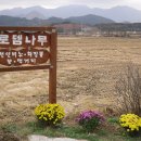 로뎀나무 이미지