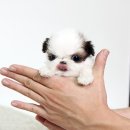 정퍼피클럽 이미지