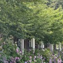 유스바람개비 | 남해 수국 명소｜유스타운 수국길 만개 후기