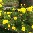 과천소망교회 이미지