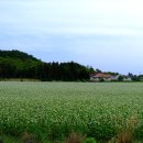 제주참더덕과흑돼지 이미지