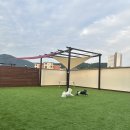 수려하개 이미지