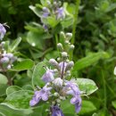 숨비기낭 이미지