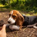 강아지스푼 이미지