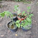 오동나무농장 이미지