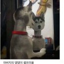 반려동물 셀프미용 이미지