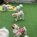 댕구르강아지유치원 | 부산애견유치원 - 댕구르 강아지애견유치원미용호텔 다니는 후기