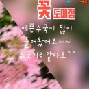 팔복초등학교 | 전주 팔복동 꽃도소매점 ‘대한식물원’ 방문기 🌿 🌸