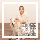 커피셀프톡 | 울산 셀프사진관 대형견이랑 코코아스튜디오 울산송정점 촬영후기