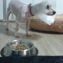 퍼피아이애견 이미지