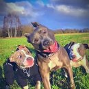 멍멍이달린다