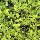 한스메디팜 이미지