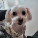 순돌뭐하니 이미지