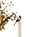 까치파크 이미지