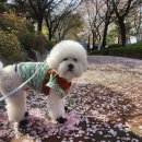 블링블링하개 이미지