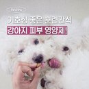 영남헬스앤케어 | 훈련간식으로 쓰는 강아지 피부 영양제, 하우펫 스킨앤코트