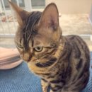 냥카페,루브 이미지