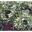 이백농장 이미지