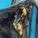 황금장어 이미지