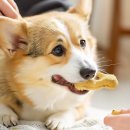 하샘펫푸드연구소 이미지