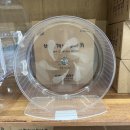로던트 클럽 | [공지] 가정의 달 어린이날 페디그리 햄스터 분양 입양 로던트클럽(4월 마지막 소식)