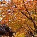 인천 화도진공원 단풍구경 이미지