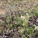 노랑고개 이미지