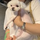 코코애견샵 | 대전 태평동 애견미용 보드라미, 말티즈 스포팅컷 강아지 스트레스 없이 편안한 미용 후기