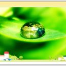 귀족제화 이미지