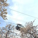 남산 산책로 | 서울 벚꽃 명소 남산 벚꽃 둘레길 산책로 개화시기 실시간