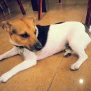 산정부페 이미지