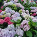 금평농장 이미지