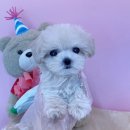 내품안의반려견광명점 이미지