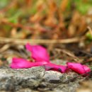 정응민생가 이미지