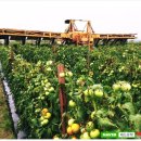 안전농장 이미지