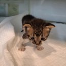 진버들공원 이미지