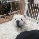 안다펫살롱 이미지