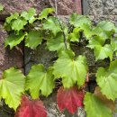 치유와 성장의 글쓰기(2) 이미지