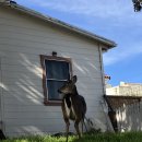 새마을공원길L | 사랑하는 예쁜 마을 카멜바이더시, 탐조 맛집 17 Mile Drive, 어부 마을 몬터레이 l 미서부 로드트립 D+3