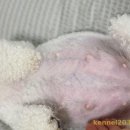 켄넬203 말티푸분양, 미니비숑분양 이미지