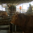 영인목장 이미지