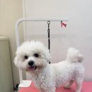 프롬율무 이미지