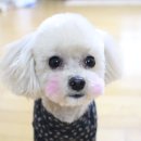 애견미용실 꽃개 이미지